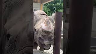 【愛媛県とべ動物園】モグモグおやつタイム🍞！ヒガシクロサイのクーちゃん🦏#shorts