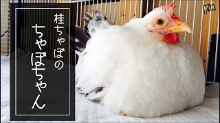 【桂ちゃぼ】#15 CHABO  久しぶりのちゃぼ　〜癒し動画〜