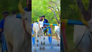 வளரமாணிக்கம் பெரியமாடு பந்தயம் valaramanikkam periyamaadu panthayam #1m #horse  #trendingshorts