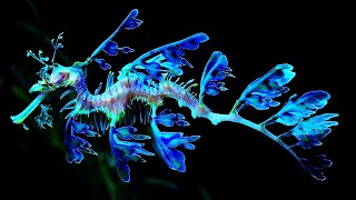 10 Most Beautiful Seahorses In The World