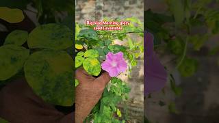 Big size morning glory flowers seeds available #ytshorts #youtubevideo#shortvideos #shortvideosviral