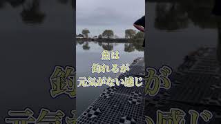 今回は群馬県近藤沼釣行です。 #バスフィッシング #fishing #釣り #shorts