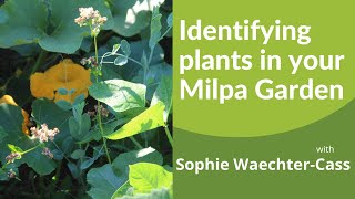 Identifying the plants growing in your Milpa garden