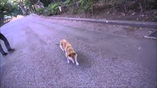 老犬リュウ 20130424