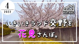 【交野】いきいきランド交野を花見さんぽ。【散歩】