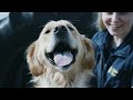 Formal Training  Episode 5  The Journey of a Guide Dog