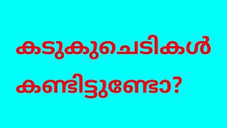 കടുക്  ചെടികൾ ( Mustard)