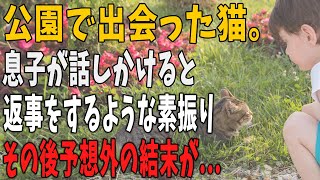 【猫の不思議な話】息子と公園に遊びに行くと一匹の猫がいて、息子が話しかけるとなにやら返事をしているような素振りをした。するとその後、驚きの事実が判明…。「そんなまさか…」【朗読】【猫】【感動】