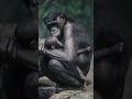 Sweet Kisses - Cincinnati Zoo #shorts