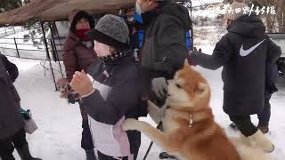 【秋田犬新聞】三種町のクアオルト犬「マサ」　Akita Inu News