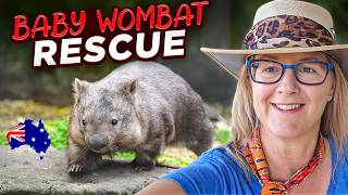 Beanie the Orphan Baby Wombat is Rescued – Nature Documentary. Bonorong Wildlife Sanctuary, Tasmania