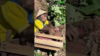 CUTIS is like a genuine farmer #cutis #monkey #shortvideo