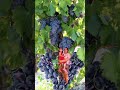 😮 #blueberry black grapes #tree #fruit #shorts #video #viral #asmr