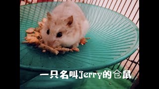 #Vlog# 一只名叫Jerry的仓鼠妹