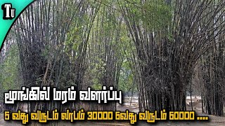 மூங்கில்  மரம் வளர்ப்பில் லாபம் இருக்கு !  | bamboo farming