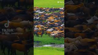 Wild Horses Enjoying Life at Green Land,