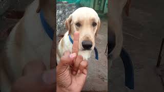 showing middle finger to my dogs and see the reaction ❤️