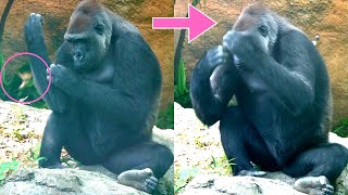 飛んできた虫にビックリするゴリラ コモモ 【上野動物園】