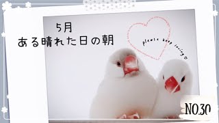 【文鳥】気持ちよく晴れた日の朝/白文鳥/シルバーイノ文鳥/ java sparrow No.30