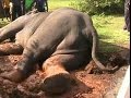 Human, elephant conflict in Buddangala