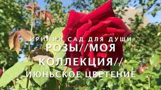 РОЗЫ//Моя коллекция//Июньское цветение.