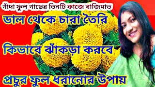 শীতে গাঁদা সহজ পরিচর্যায় প্রচুর ফুল পাওয়ার উপায়winter meri gold care Green Gardening With Mallika