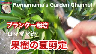 【プランター果樹栽培】ロマママ流果樹の夏剪定　#果樹栽培　#家庭菜園