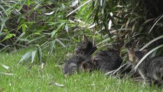 ななしま子猫、母猫のもとへ kitten and mother