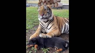 Tiger and Rottweiler Friendship 🧐📸😍😻😍 Amazing Animals #shorts #funny #nature