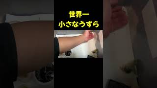 世界一小さなうずらの卵を温めた結果...!!【ヒメウズラ 】