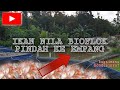 DARI BIOFLOK PINDAH KE EMPANG ‼️Update Kondisi Ikan Nila Merah di Empang