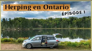 Herping en Ontario (Ép. 1): Secteur de Killbear National Park: couleuvres et lézard