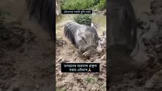 ভগৱানৰ বৰাহ অৱতাৰ