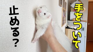 Does a short-legged ferret stop by touching the wall?