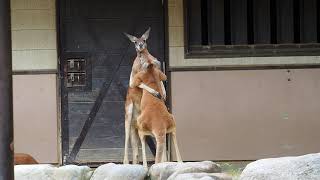 とべ動物園カンガルーの身長差のある対決