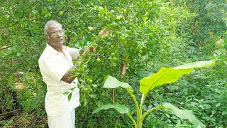 இயற்கை விவசாயின் வீட்டு தோட்டம் | Natural Garden | Ullathanaya Uyarvu