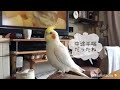 大好きなキューピー3分クッキングなんだけど、普通に対応した オカメインコさくら