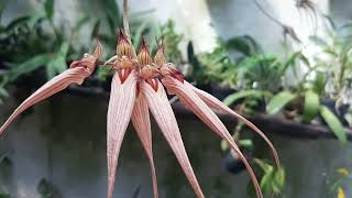 Bulbophyllum louis sander #bulbophyllum #orquideas