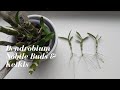 Dendrobium Nobile Care & Culture | Removing Keiki’s and Getting these Orchids to Bloom!