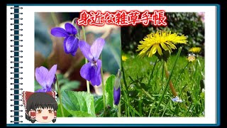 【ゆっくり解説】道端の雑草をさくっと紹介