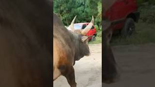 Khla vs Saw Iatur Masi Today | Iadaw Masi Today #shorts #bull #animals