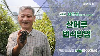 [산머루] 4차 산머루 번식방법