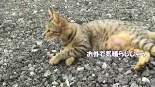 【小梅】お母ちゃんお外で気晴らし　お菊も元気！　Today's cat　2019/08/21