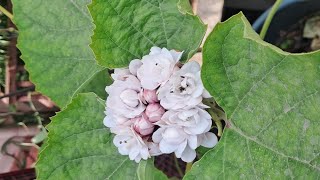 Clerodendrum Chinese - Hazari Mogra flower plant #flowerplant #mogra