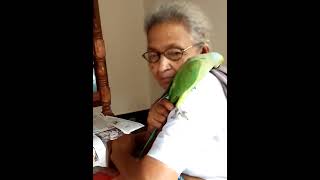 Titu Parrot and Grandma. റ്റിറ്റു തത്ത സീതമമയുയെ തലയിൽ കയറി കളിക്കുന്നു