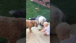 Incredibly Cute Baby Plays Fetch With Pup Friends!