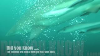 ScubaCo Good to Know - Oceanic Black Tip Sharks