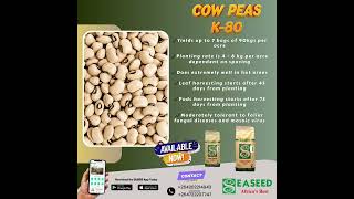 🌱 Introducing Cowpea K80 Variety!  Ideal for leafy vegetable and pods production #easeed