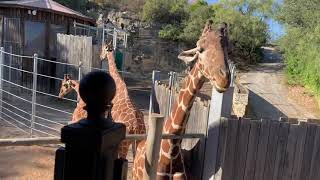 Giraffe close up