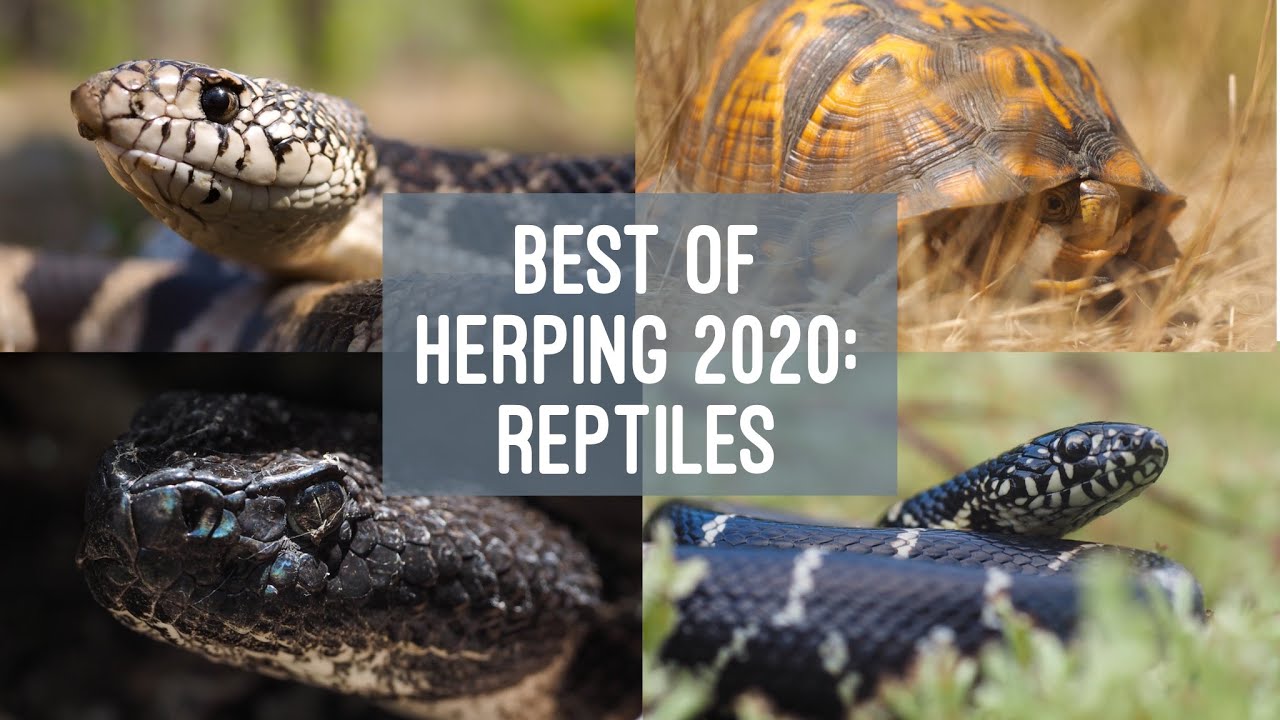 Best Of Herping 2020: Reptiles - YouTube